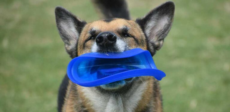 Strongsville Dog Park